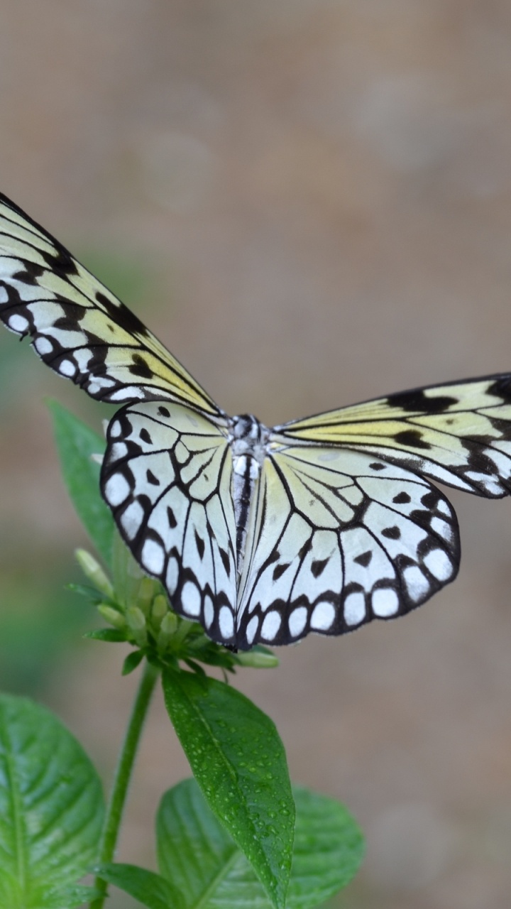 Papillon Noir et Blanc Perché Sur Une Feuille Verte en Photographie Rapprochée Pendant la Journée. Wallpaper in 720x1280 Resolution