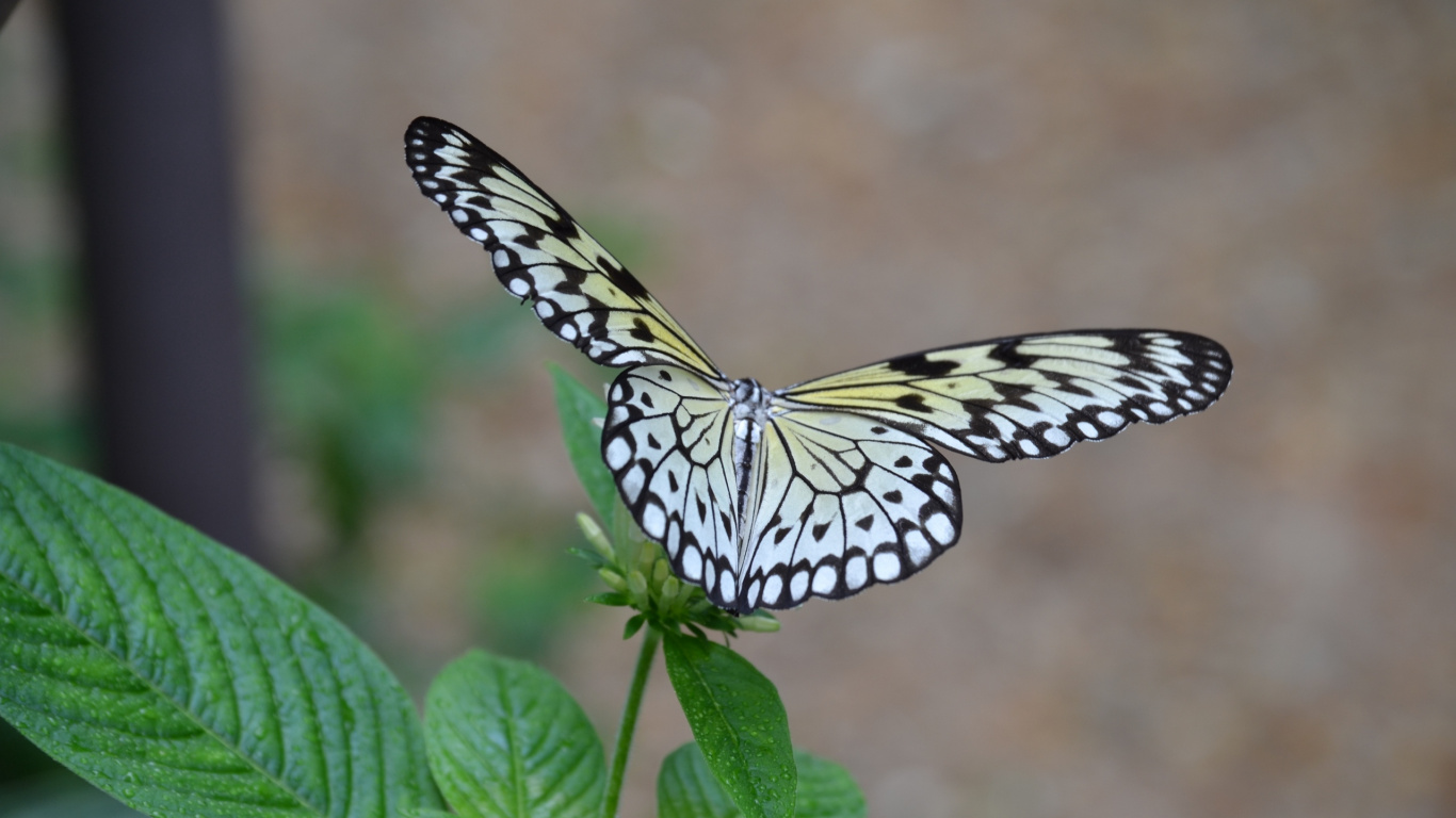 Schwarz-Weiß-Schmetterling Thront Auf Grünem Blatt in Nahaufnahme Tagsüber Day. Wallpaper in 1366x768 Resolution