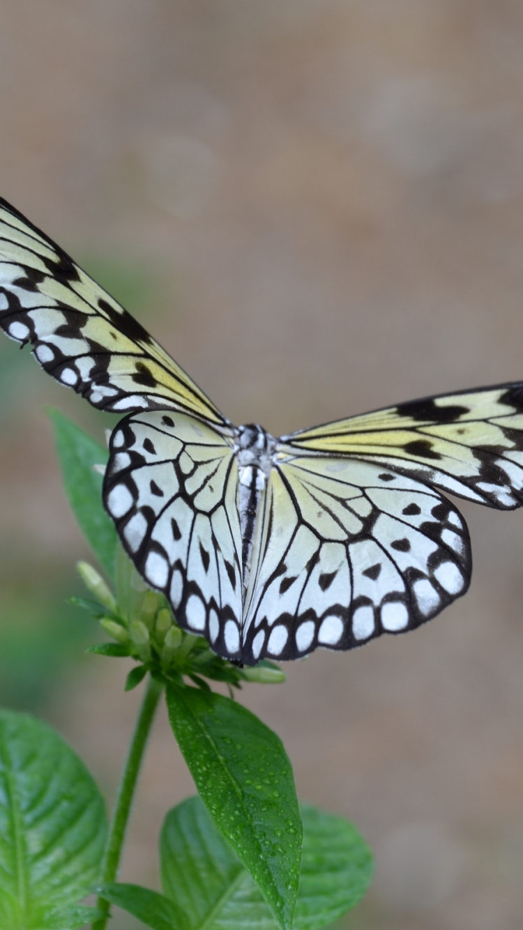 Mariposa en Blanco y Negro Posado Sobre Hojas Verdes en Fotografía de Cerca Durante el Día. Wallpaper in 750x1334 Resolution