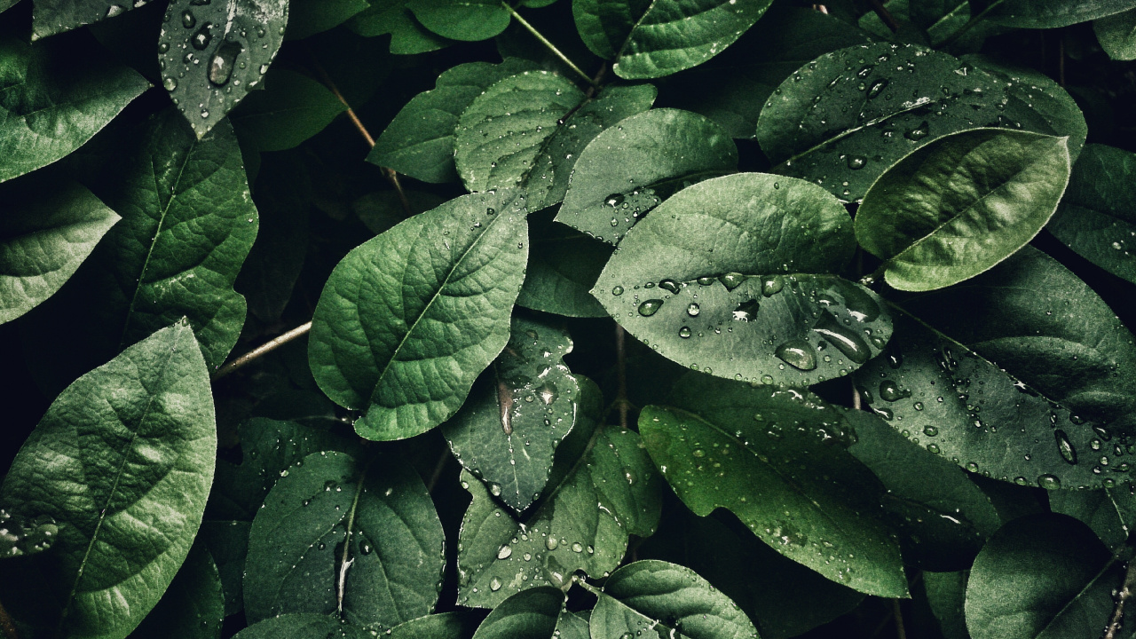 Close Up, Plant, Leaf, Terrestrial Plant, Groundcover. Wallpaper in 1280x720 Resolution