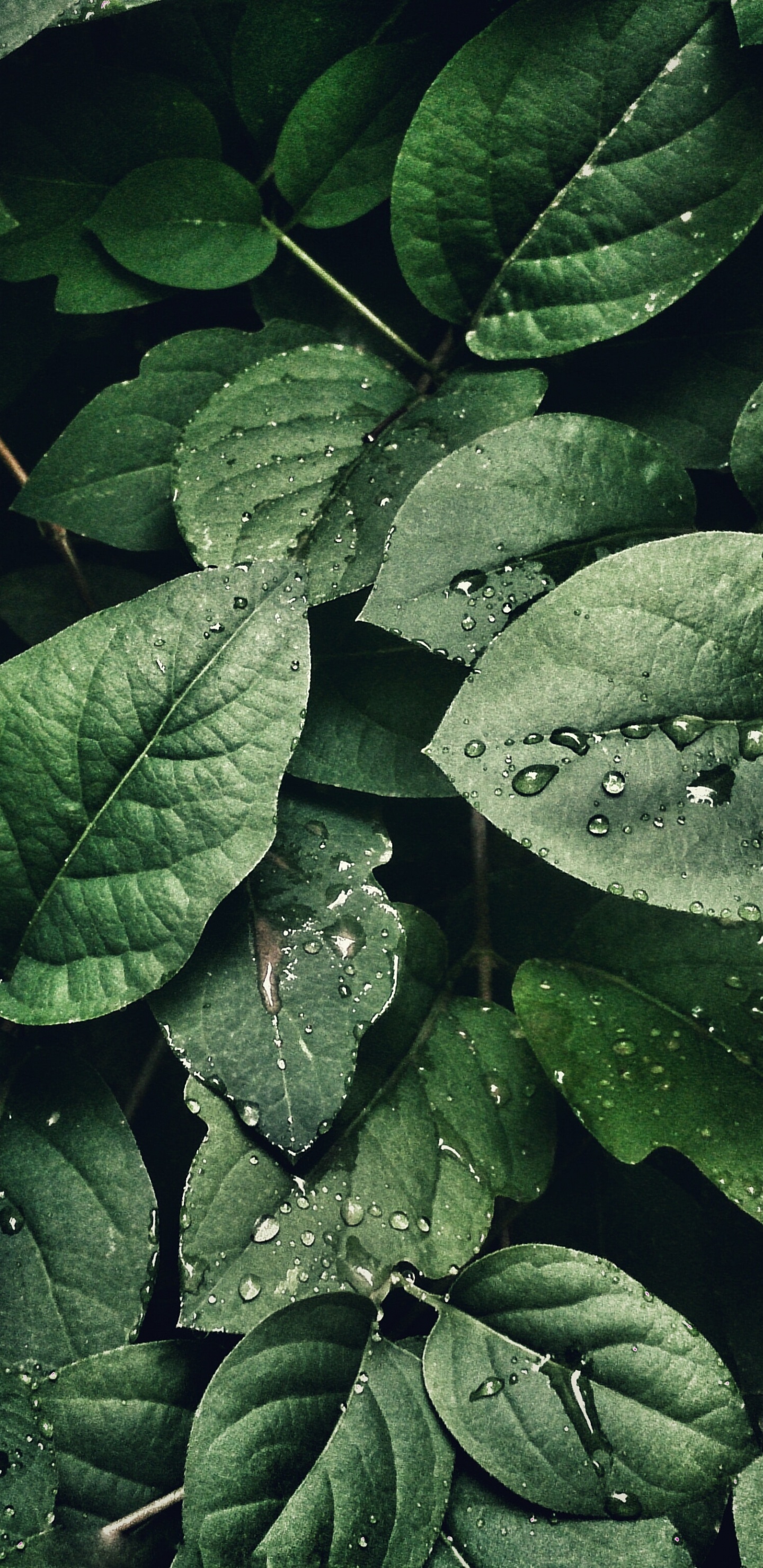 Close Up, Plant, Leaf, Terrestrial Plant, Groundcover. Wallpaper in 1440x2960 Resolution