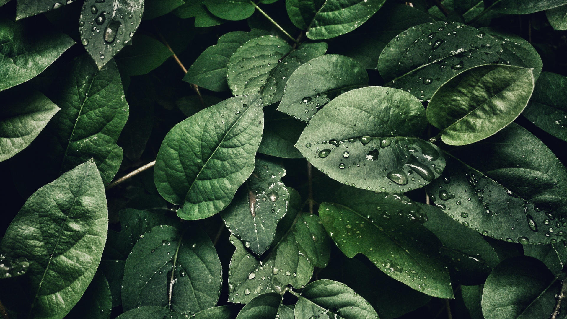 Close Up, Plant, Leaf, Terrestrial Plant, Groundcover. Wallpaper in 1920x1080 Resolution