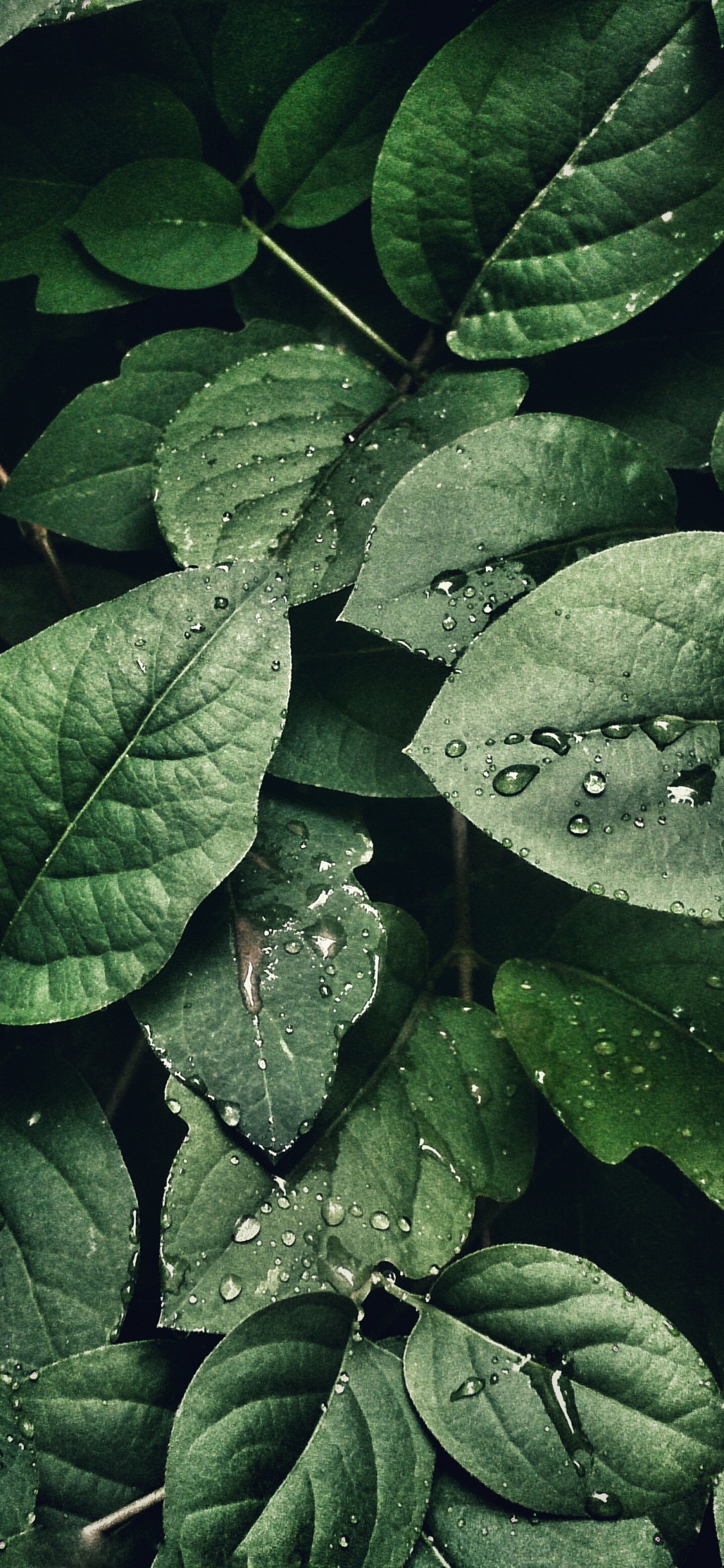 Fermer, Feuille, Plante Terrestre, Couvre-sol, la Floraison de la Plante. Wallpaper in 1125x2436 Resolution