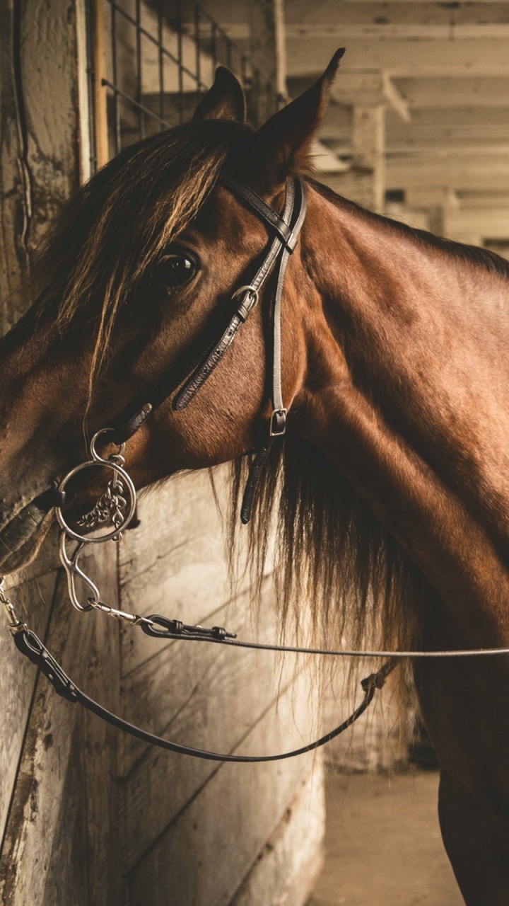 Cheval Brun Debout à Côté D'une Clôture en Bois. Wallpaper in 720x1280 Resolution