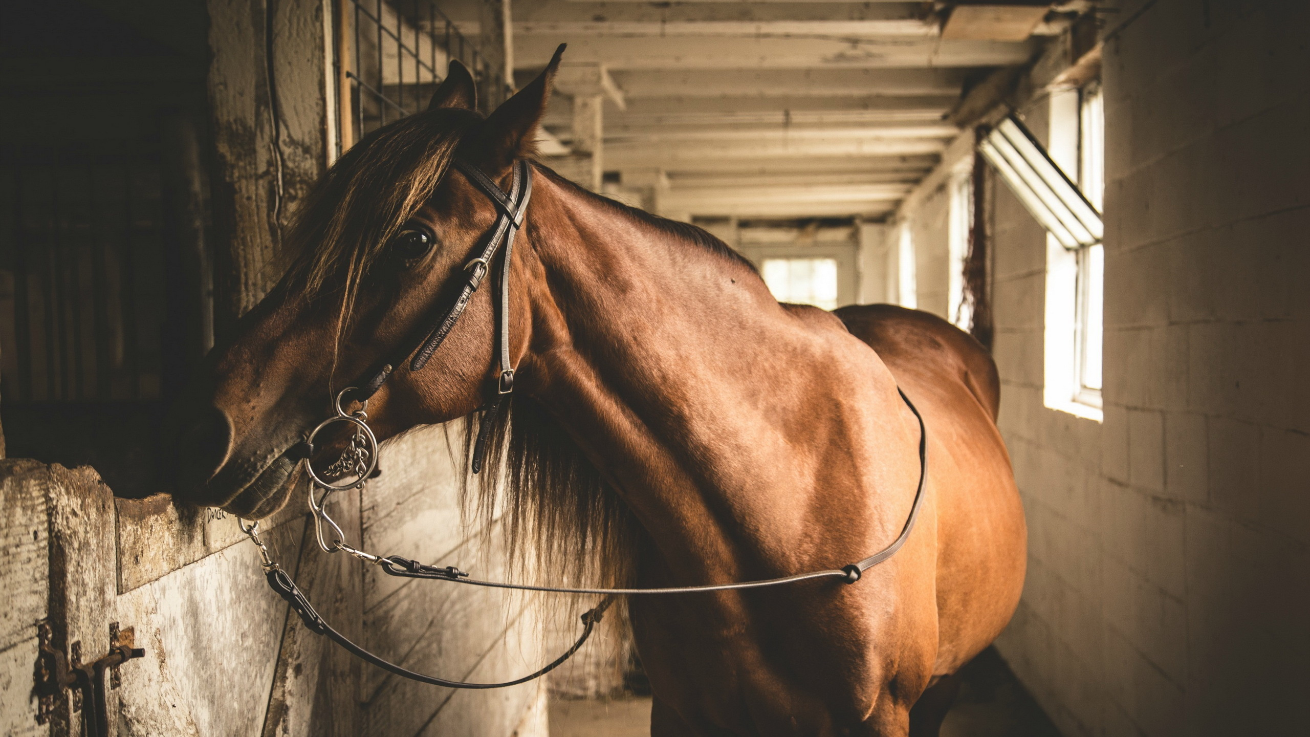 Brown Horse Standing Beside Wooden Fence. Wallpaper in 2560x1440 Resolution