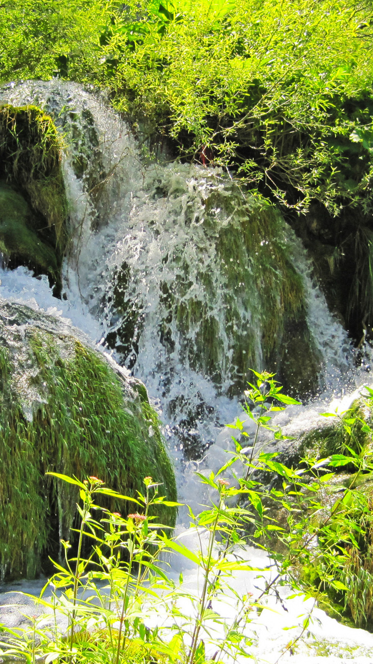 Green Moss on Gray Rock. Wallpaper in 750x1334 Resolution