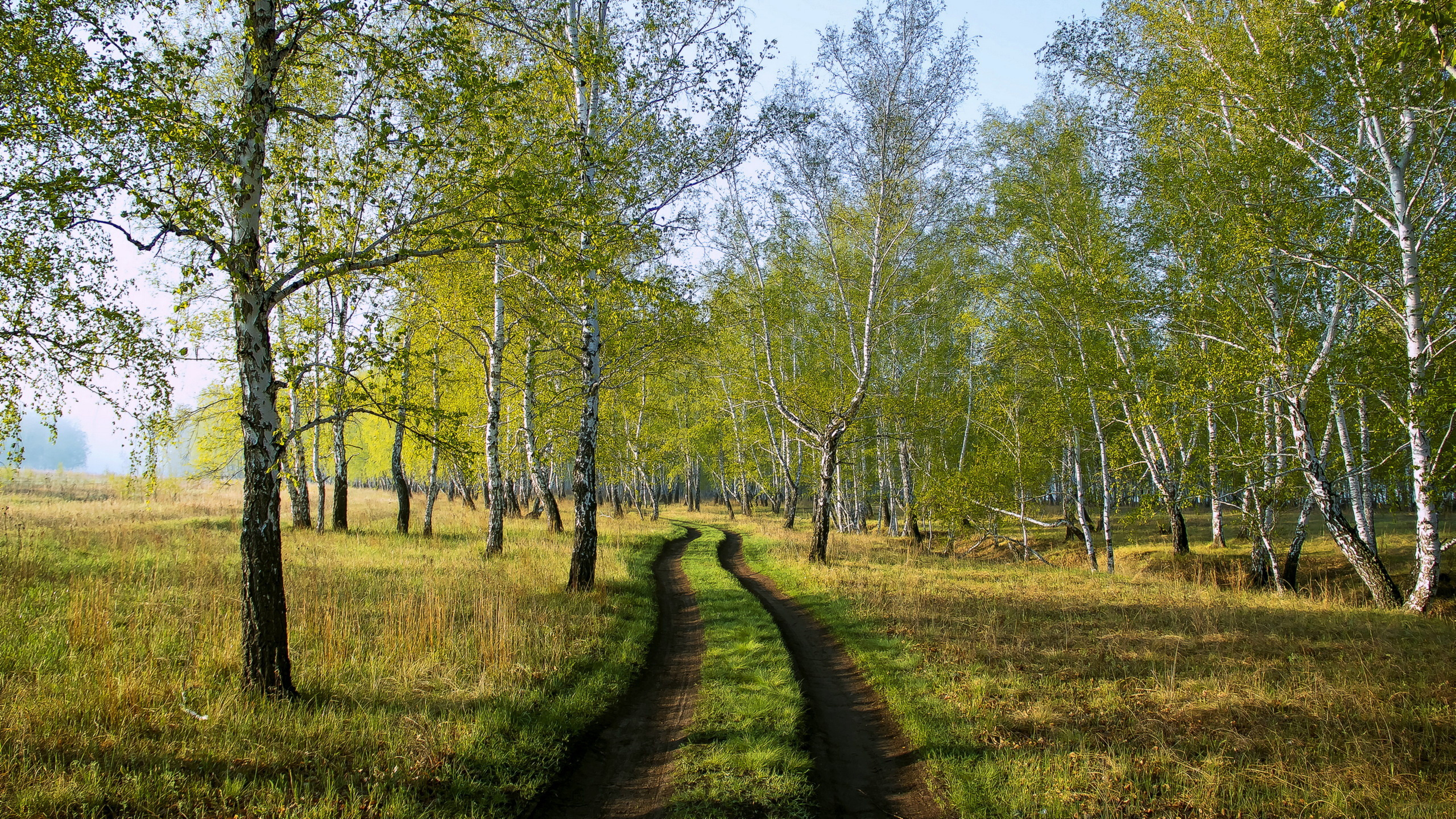 Green Grass Field With Trees During Daytime. Wallpaper in 2560x1440 Resolution