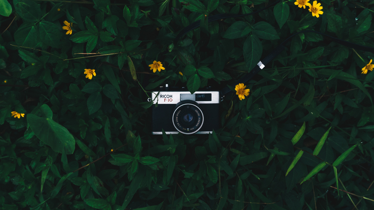 摄像机镜头, 绿色的, 草, 野花, 黄色的 壁纸 1280x720 允许