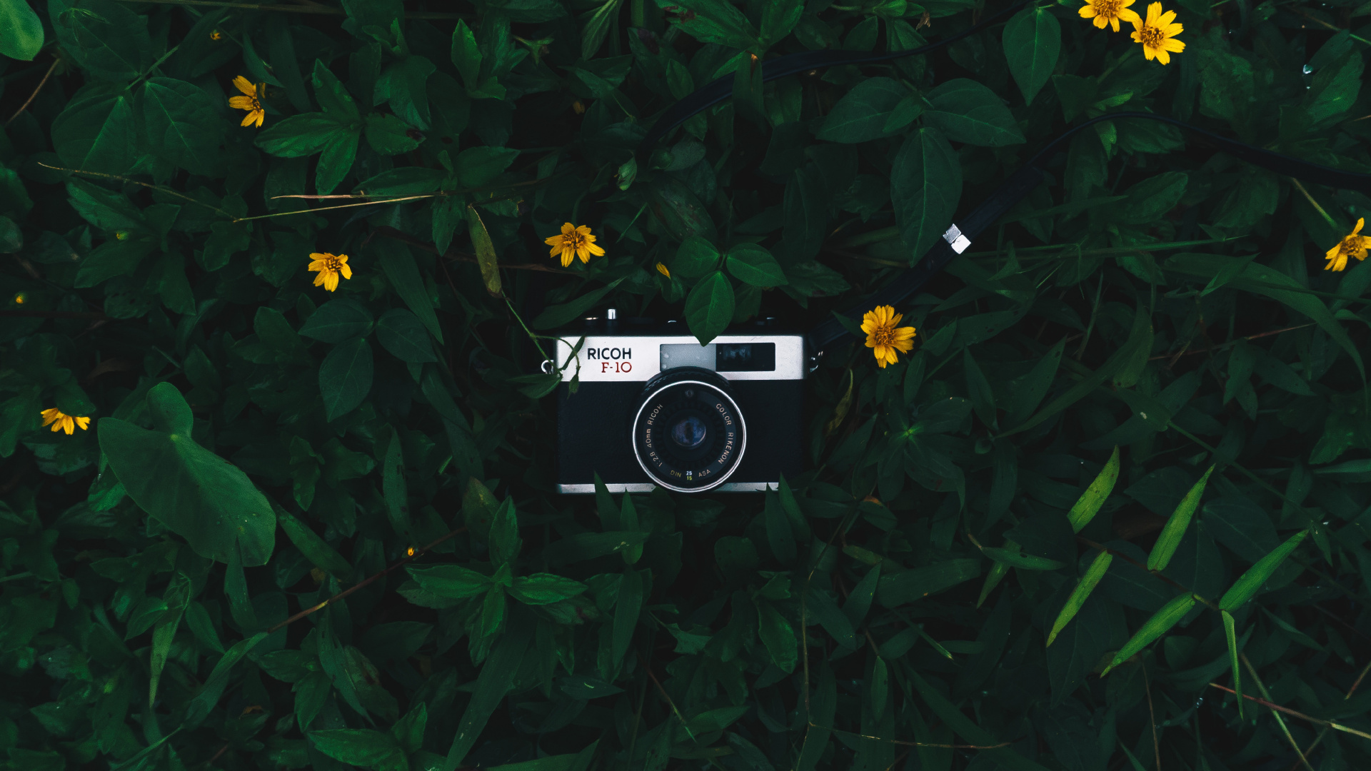 Appareil Photo Noir et Argent Sur L'herbe Verte. Wallpaper in 1920x1080 Resolution