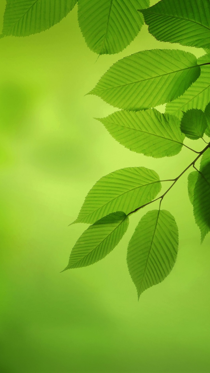 Huawei, Huawei Nova, Huawei Nova 2, Huawei Frisch 2 Mehr, Smartphone. Wallpaper in 720x1280 Resolution