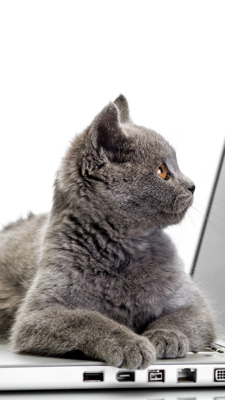 Chat Tigré Brun Sur Macbook Air. Wallpaper in 750x1334 Resolution