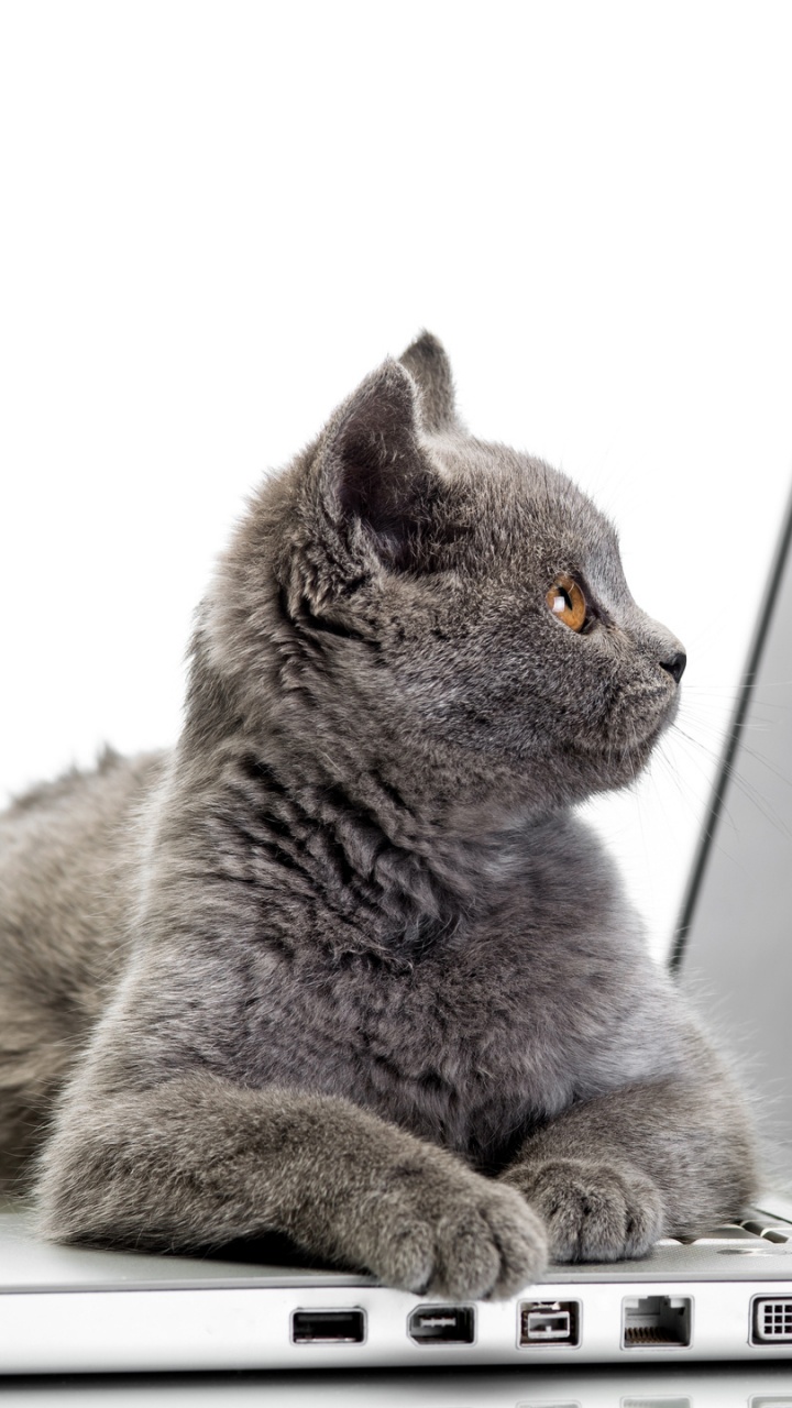 Brown Tabby Cat on Macbook Air. Wallpaper in 720x1280 Resolution