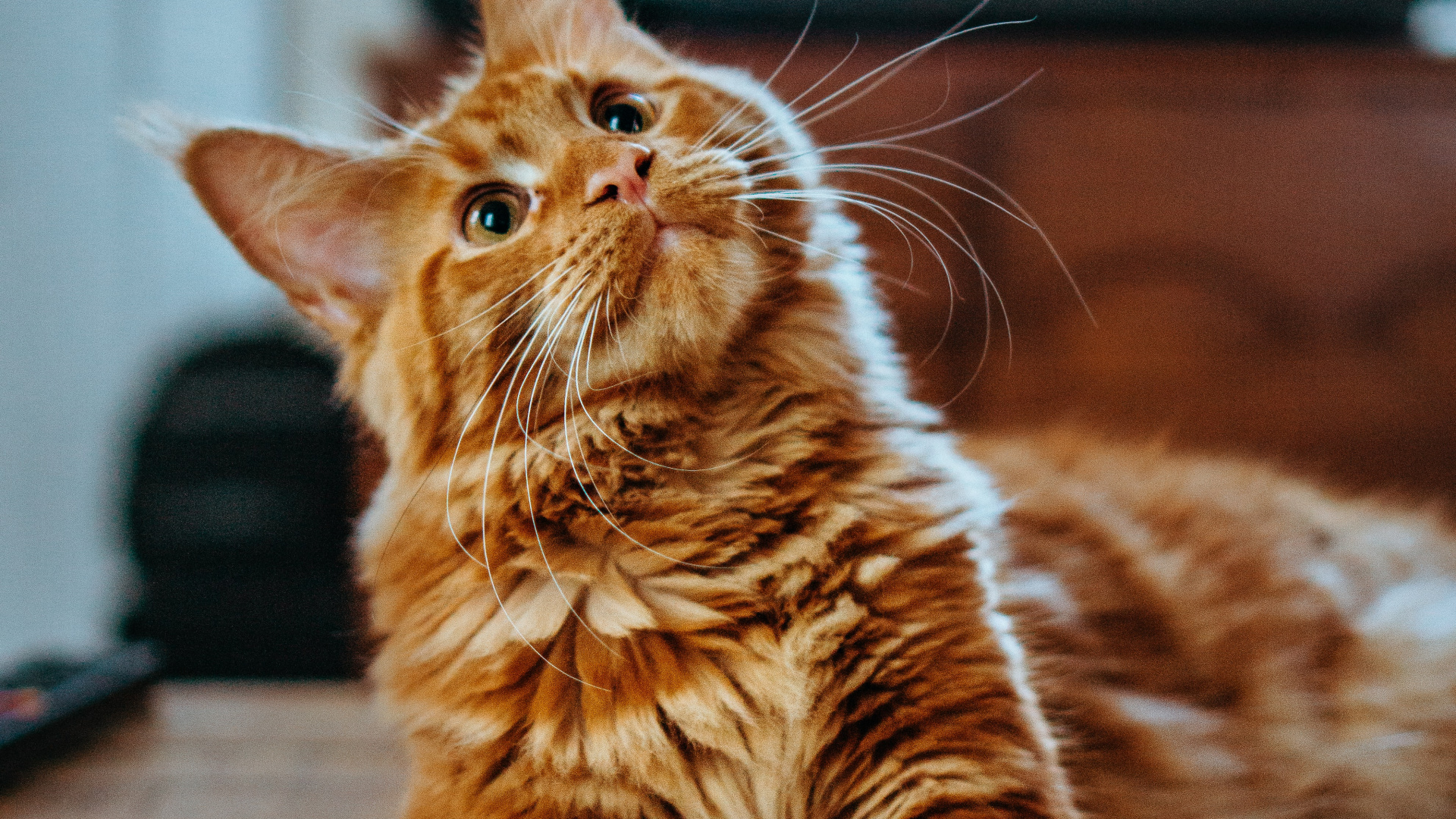 Cat, Maine Coon, Felidae, Ragdoll, Siberian Cat. Wallpaper in 1920x1080 Resolution