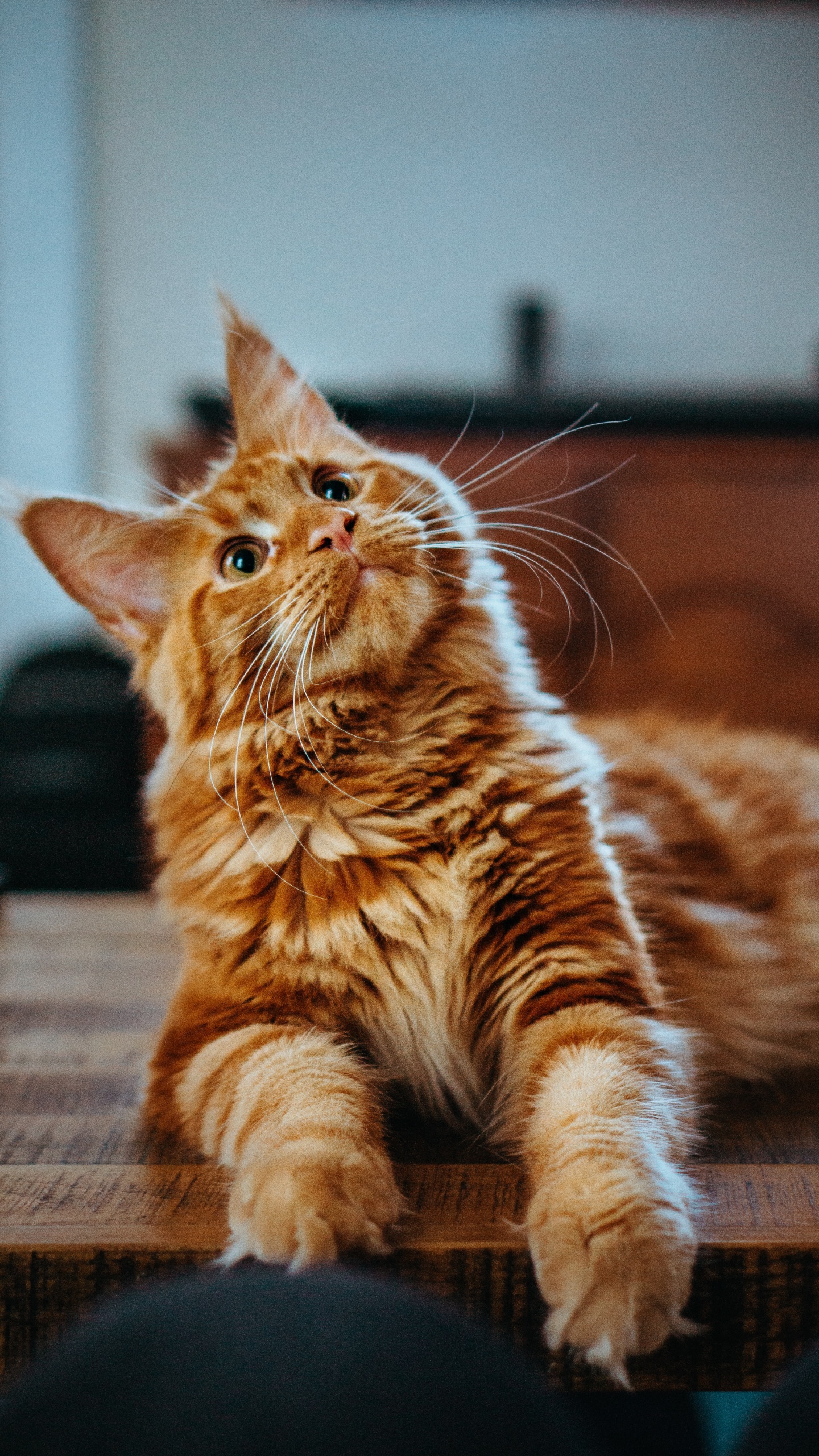 Gato, Maine Coon, Felidae, Ragdoll, Gato Siberiano. Wallpaper in 1440x2560 Resolution