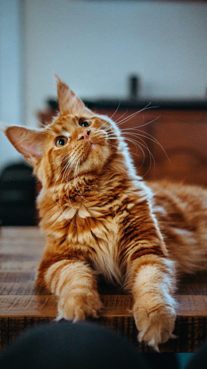 Katze, Maine Coon, Felidae, Ragdoll, Sibirische Katze. Wallpaper in 720x1280 Resolution