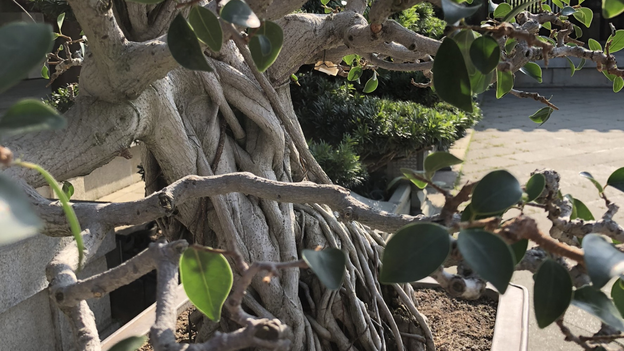 Plantes Ligneuses, Rameau, Produit, Tige de la Plante, Les Fruits de L'arbre. Wallpaper in 1280x720 Resolution