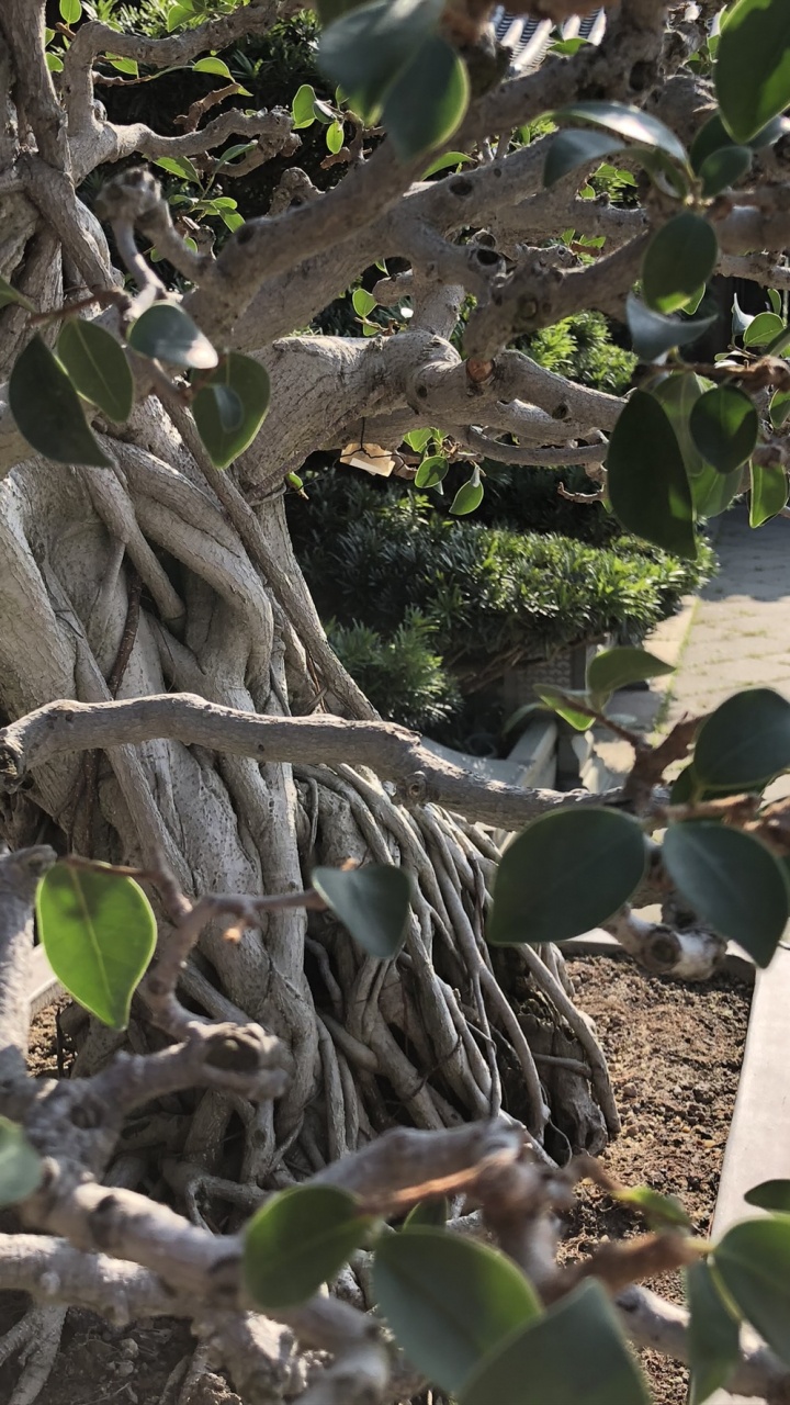 Tree, Branch, Woody Plant, Twig, Produce. Wallpaper in 720x1280 Resolution