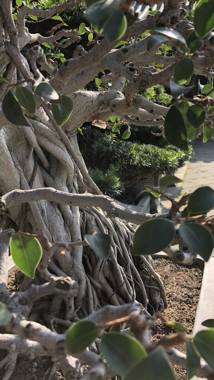 Tree, Branch, Woody Plant, Twig, Produce. Wallpaper in 750x1334 Resolution