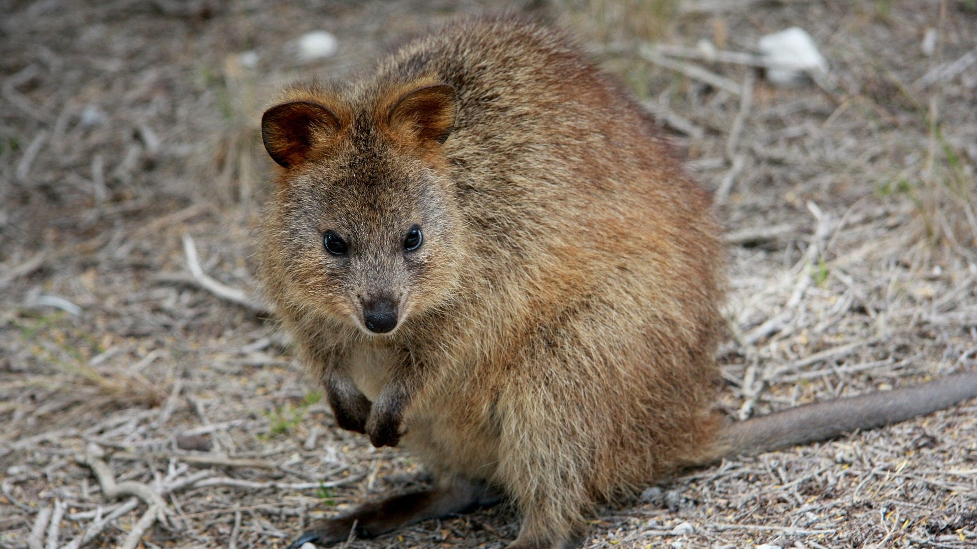 Brown Rodent on Brown Soil. Wallpaper in 1920x1080 Resolution