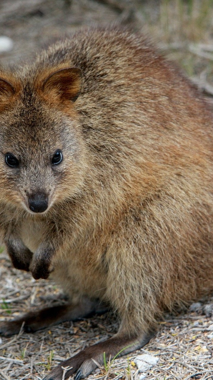 Brown Rodent on Brown Soil. Wallpaper in 720x1280 Resolution