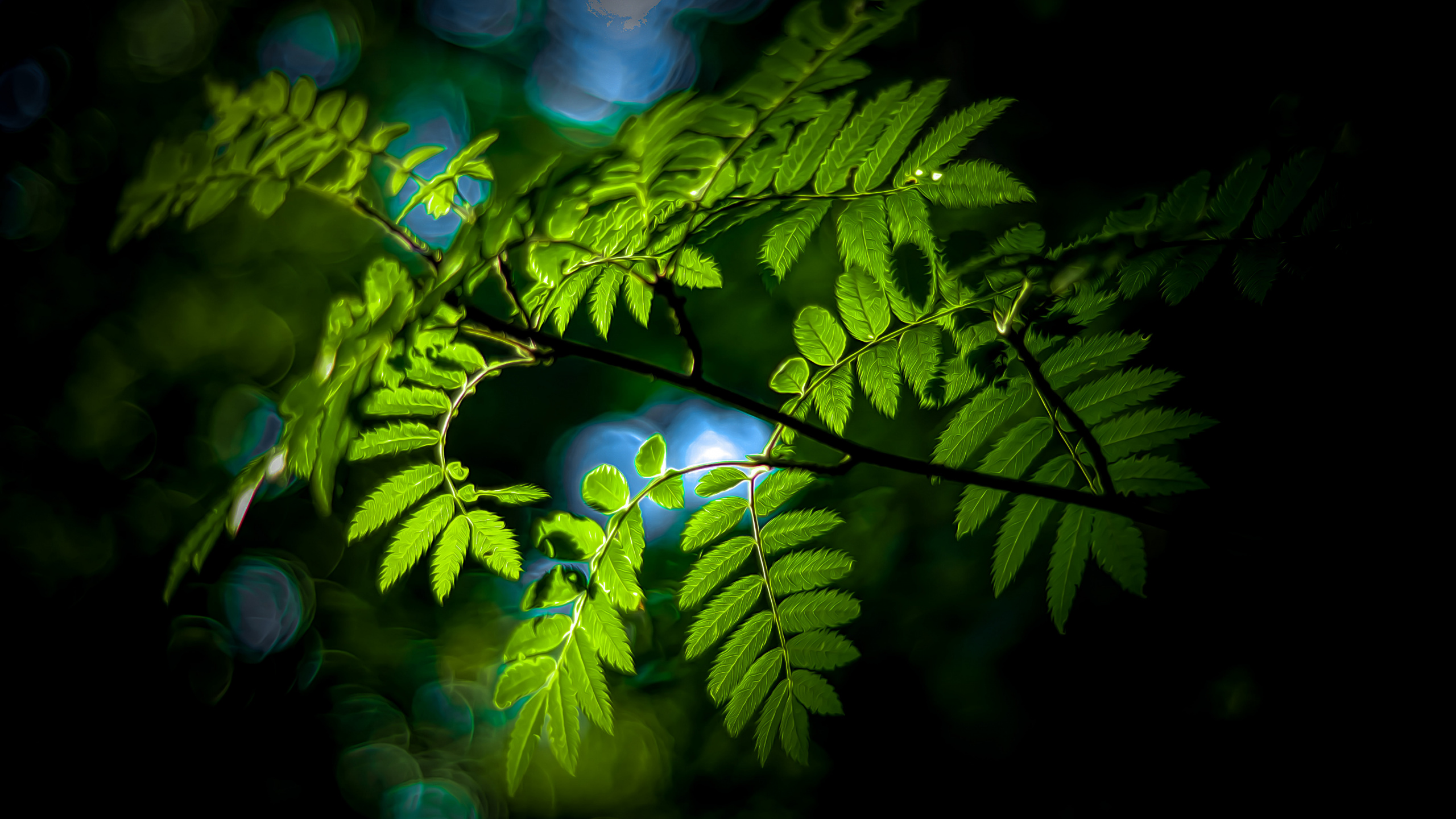 Natur, Blatt, Branch, Terrestrische Pflanzen, Zweig. Wallpaper in 2560x1440 Resolution