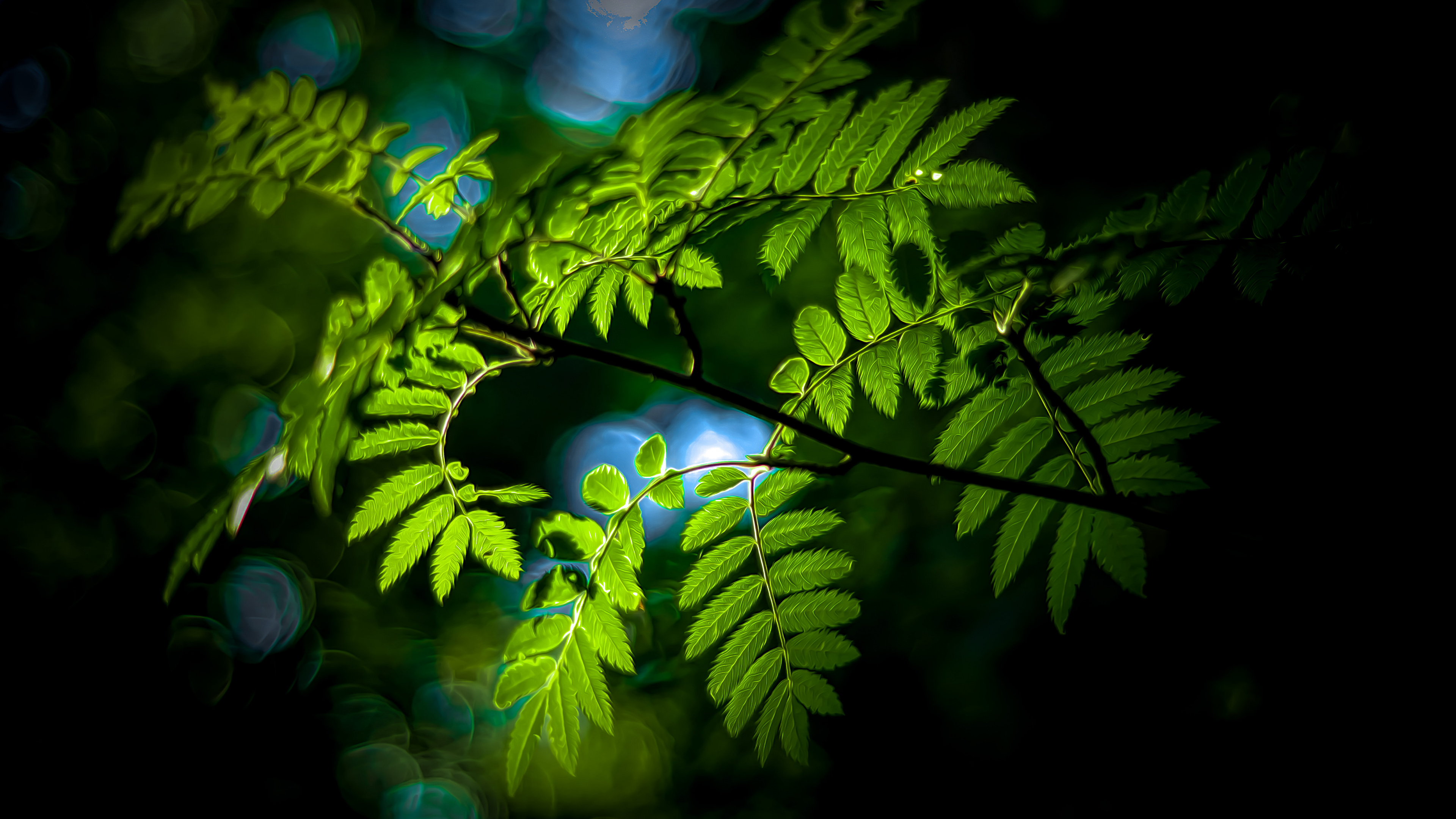 Naturaleza, Sucursal, Planta Terrestre, Ramita, la Floración de la Planta. Wallpaper in 3840x2160 Resolution