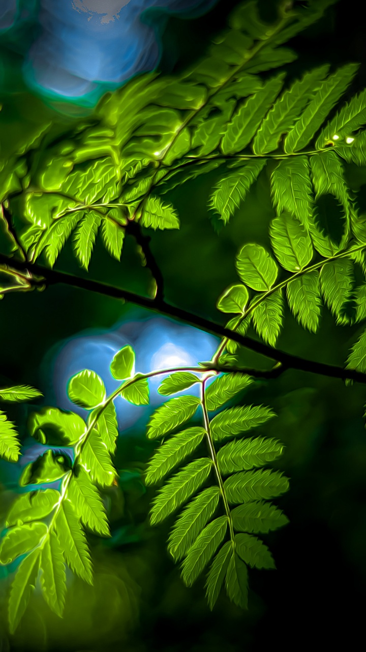 Nature, Feuille, Plante Terrestre, Rameau, la Floraison de la Plante. Wallpaper in 720x1280 Resolution