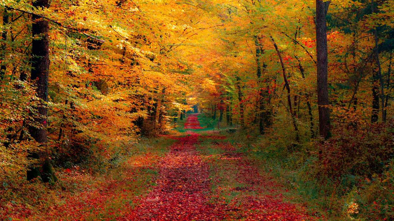 Brown Pathway Between Green Trees. Wallpaper in 1366x768 Resolution