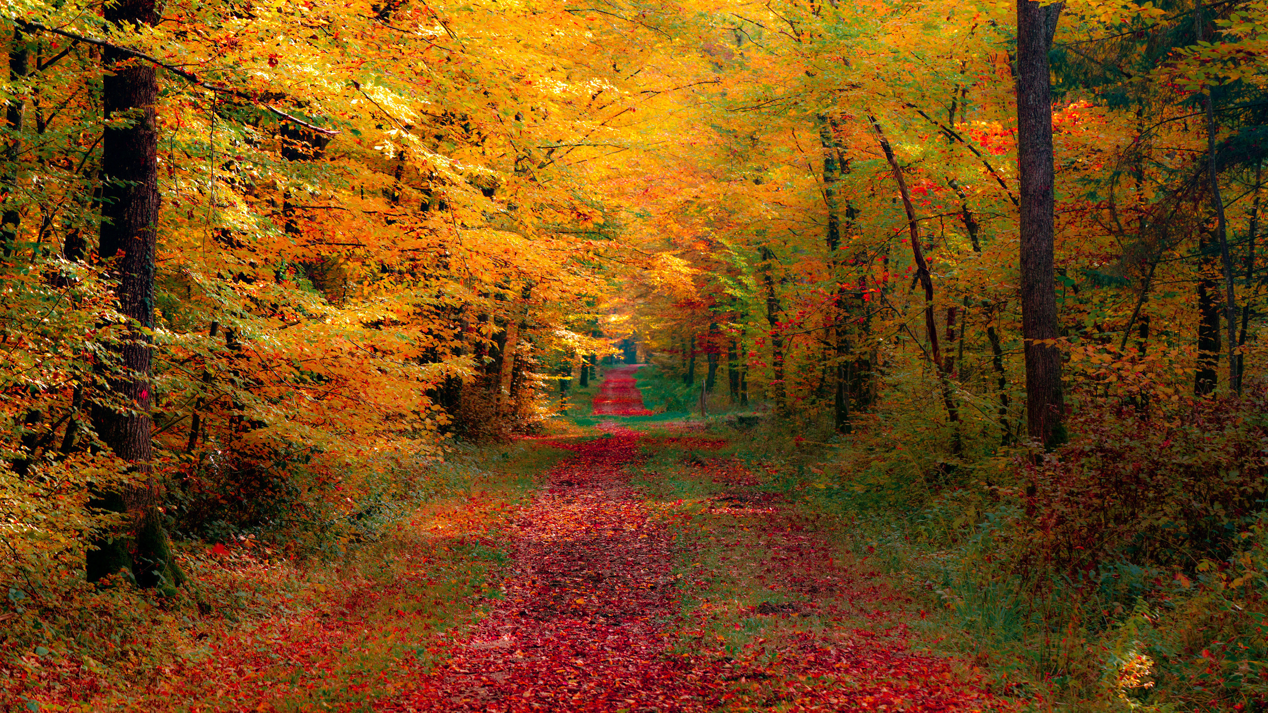 Brown Pathway Between Green Trees. Wallpaper in 2560x1440 Resolution