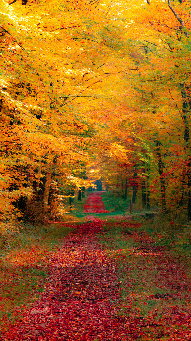 Brown Pathway Between Green Trees. Wallpaper in 750x1334 Resolution