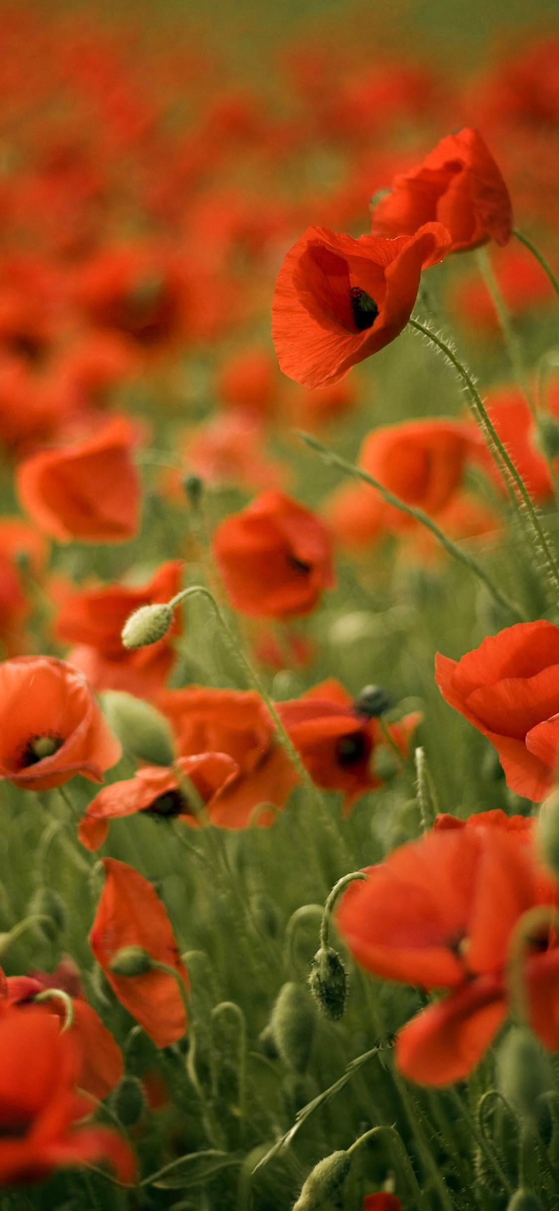 Red Flowers in Tilt Shift Lens. Wallpaper in 1125x2436 Resolution