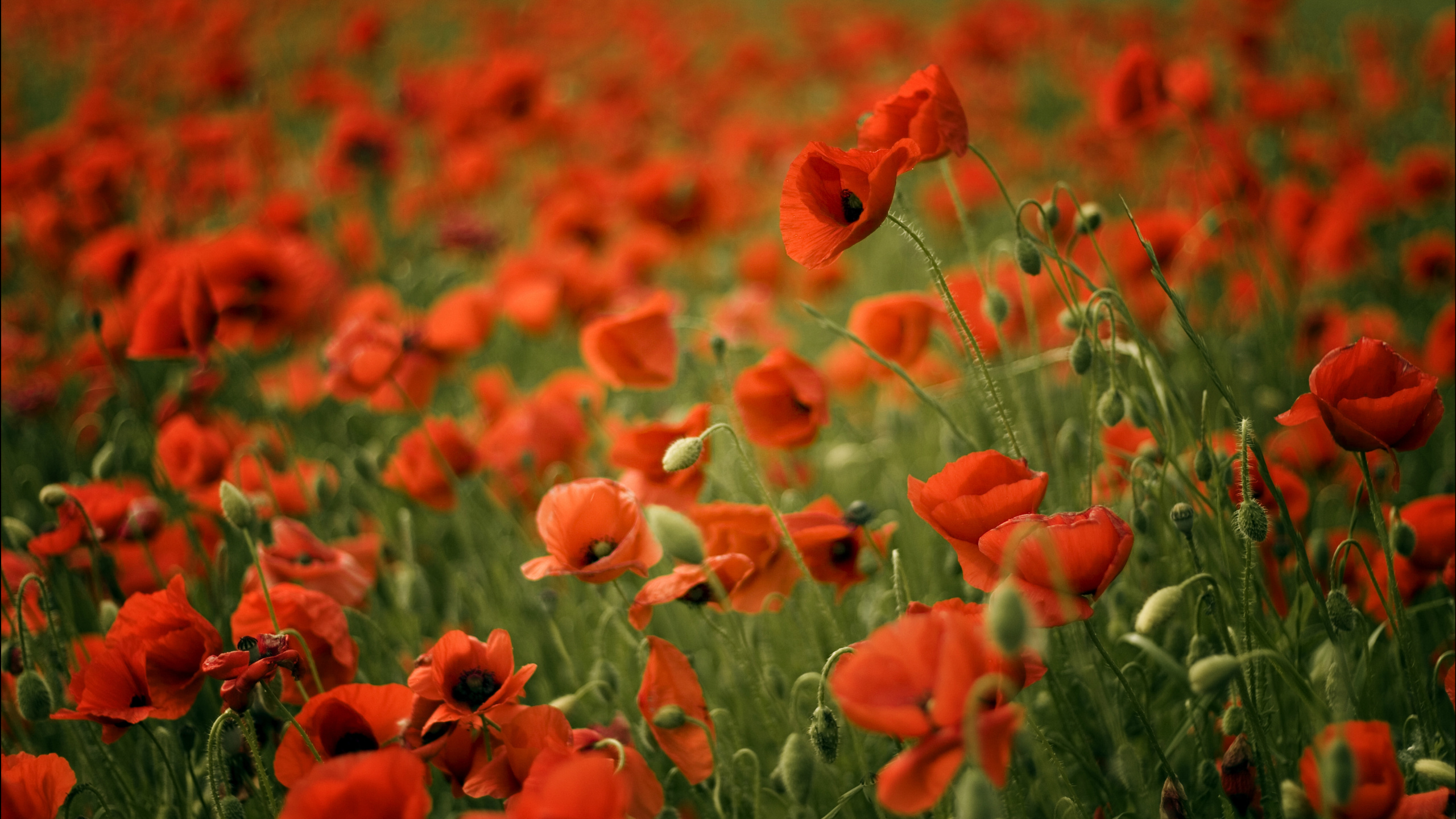 Red Flowers in Tilt Shift Lens. Wallpaper in 2560x1440 Resolution