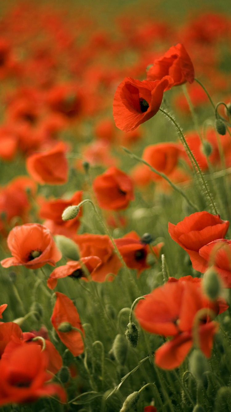 Red Flowers in Tilt Shift Lens. Wallpaper in 750x1334 Resolution