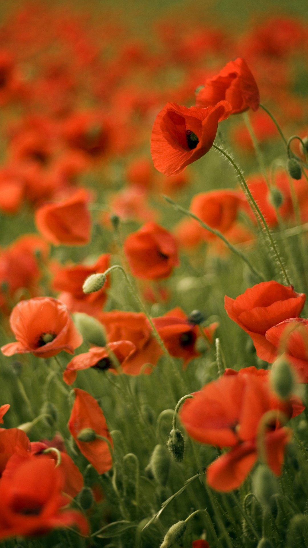 Rote Blumen in Tilt-Shift-Linse. Wallpaper in 1080x1920 Resolution