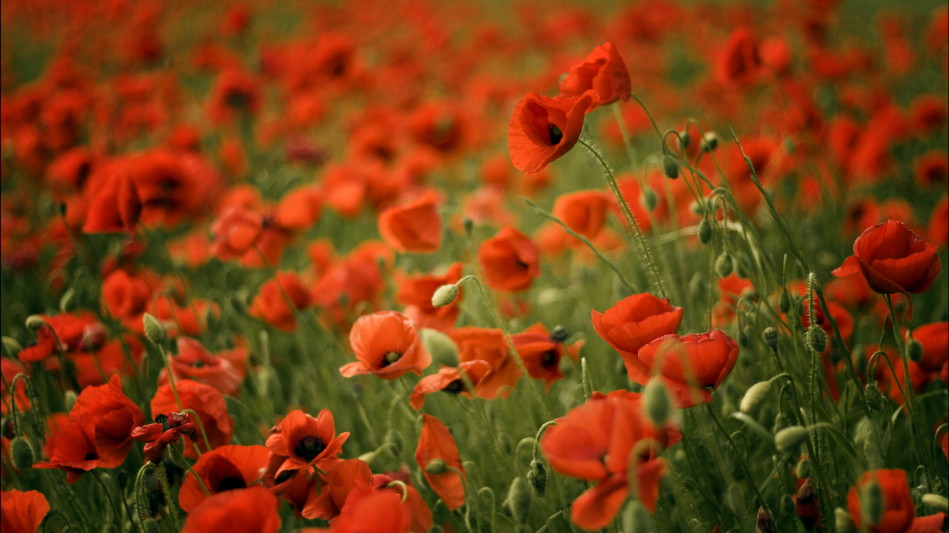 Fleurs Rouges Dans L'objectif à Basculement. Wallpaper in 1366x768 Resolution