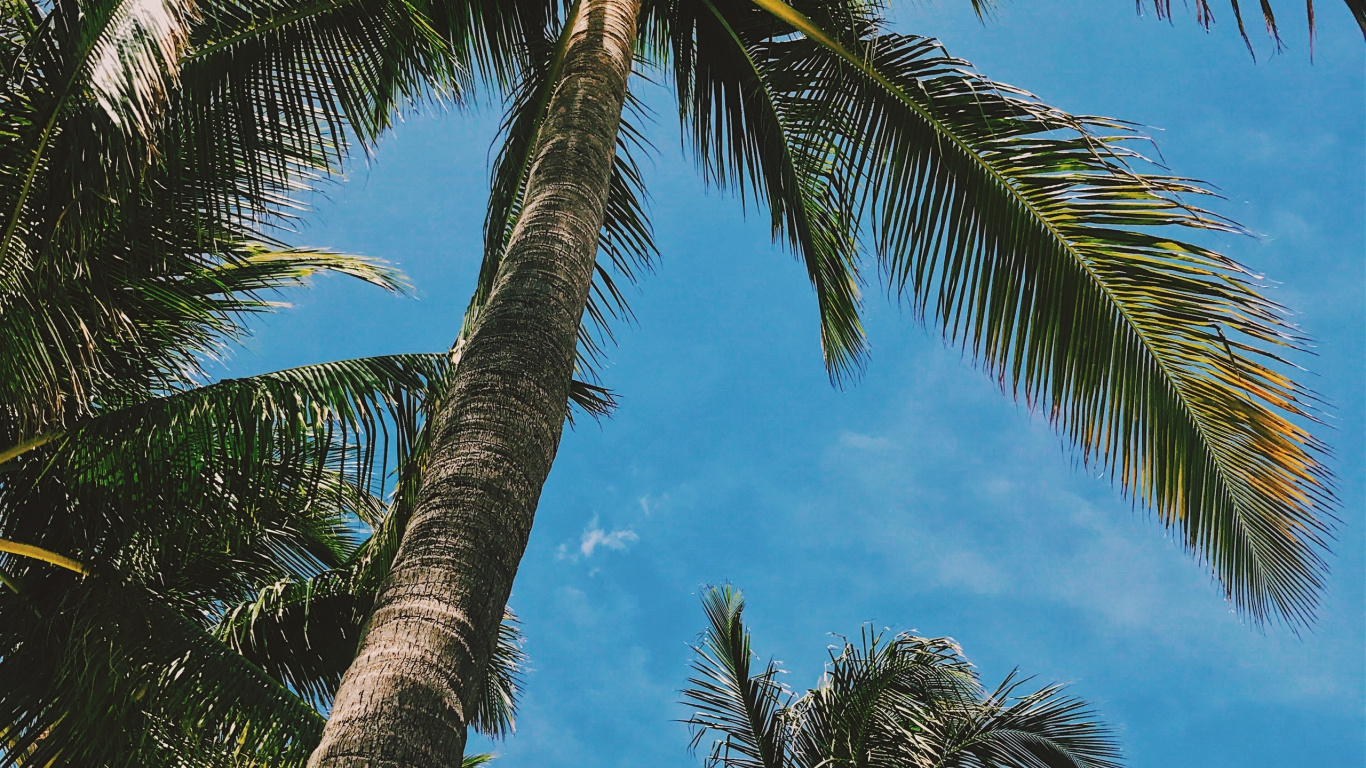 Green Coconut Tree Under Blue Sky During Daytime. Wallpaper in 1366x768 Resolution