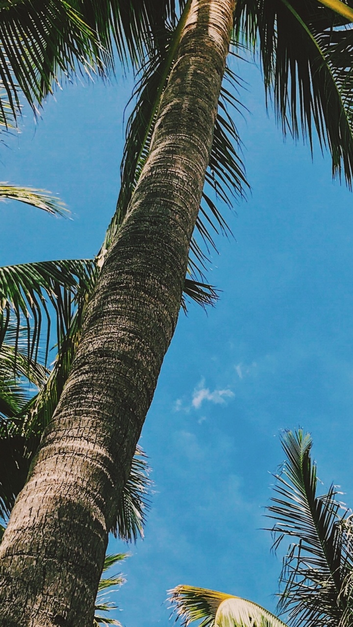 Green Coconut Tree Under Blue Sky During Daytime. Wallpaper in 720x1280 Resolution