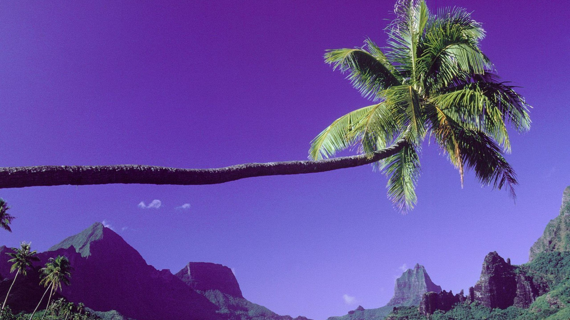 Green Palm Tree Near Mountain During Daytime. Wallpaper in 1920x1080 Resolution