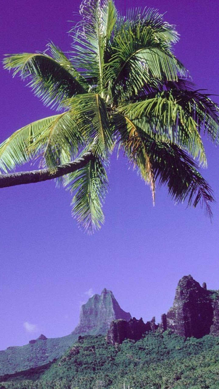 Green Palm Tree Near Mountain During Daytime. Wallpaper in 720x1280 Resolution