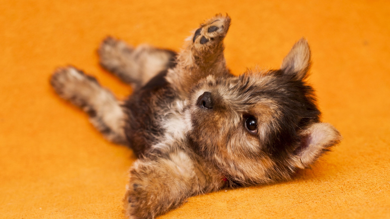 Black and Brown Long Coated Small Dog Lying on Brown Wooden Floor. Wallpaper in 1280x720 Resolution