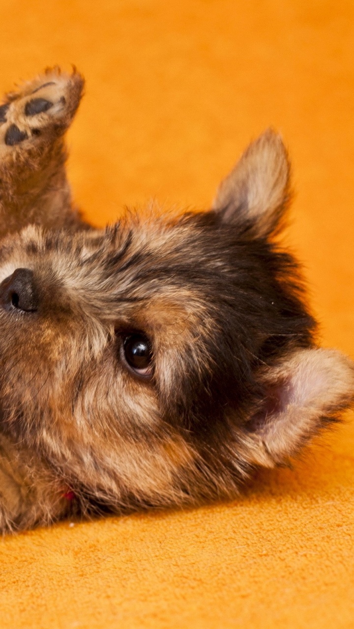 Schwarz-brauner Langhaariger Kleiner Hund, Der Auf Braunem Holzboden Liegt. Wallpaper in 720x1280 Resolution