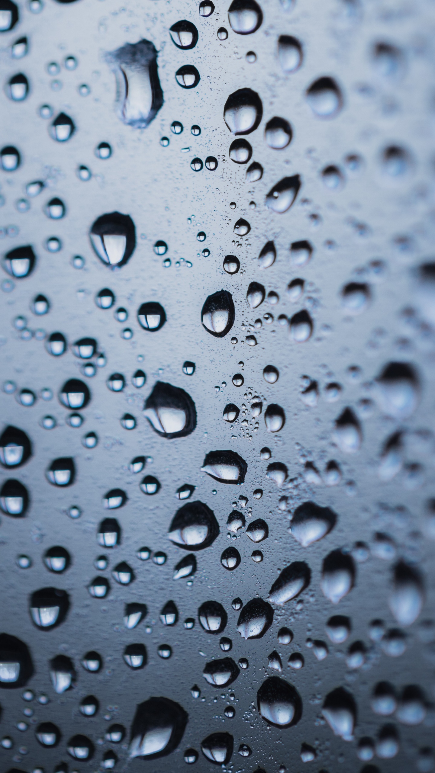 Tau, Wasser, Tropfen, Nieselregen, Feuchtigkeit. Wallpaper in 1440x2560 Resolution