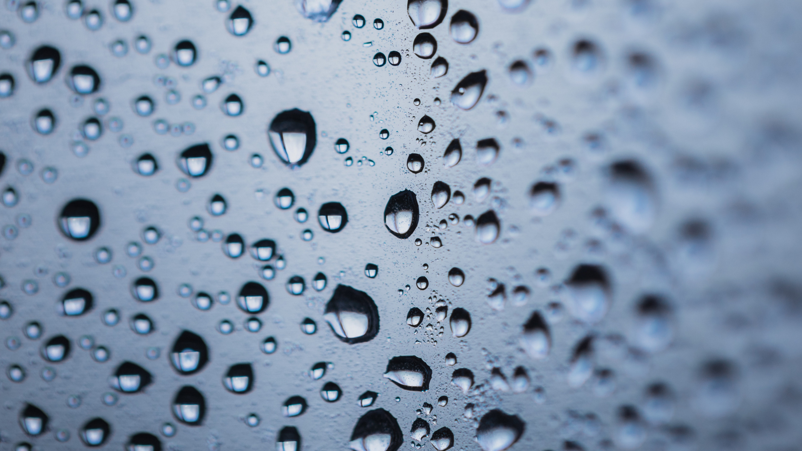 Tau, Wasser, Tropfen, Nieselregen, Feuchtigkeit. Wallpaper in 2560x1440 Resolution