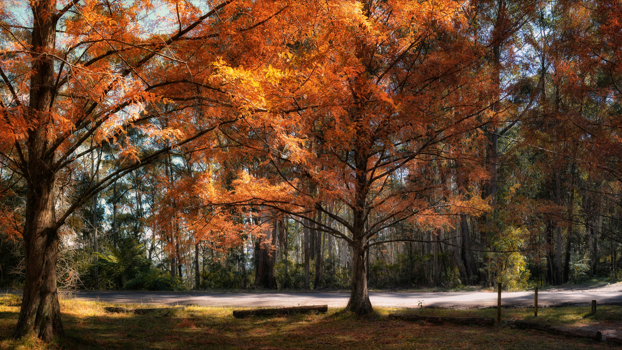 Brown Trees on Green Grass Field During Daytime. Wallpaper in 1280x720 Resolution