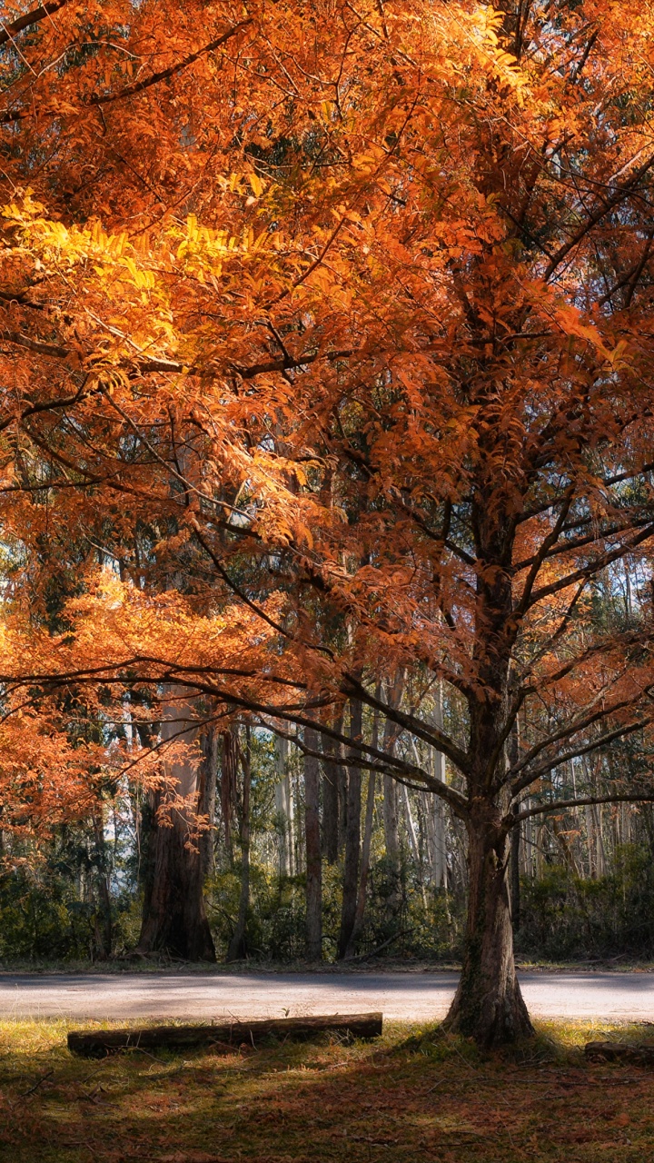 Brown Trees on Green Grass Field During Daytime. Wallpaper in 720x1280 Resolution