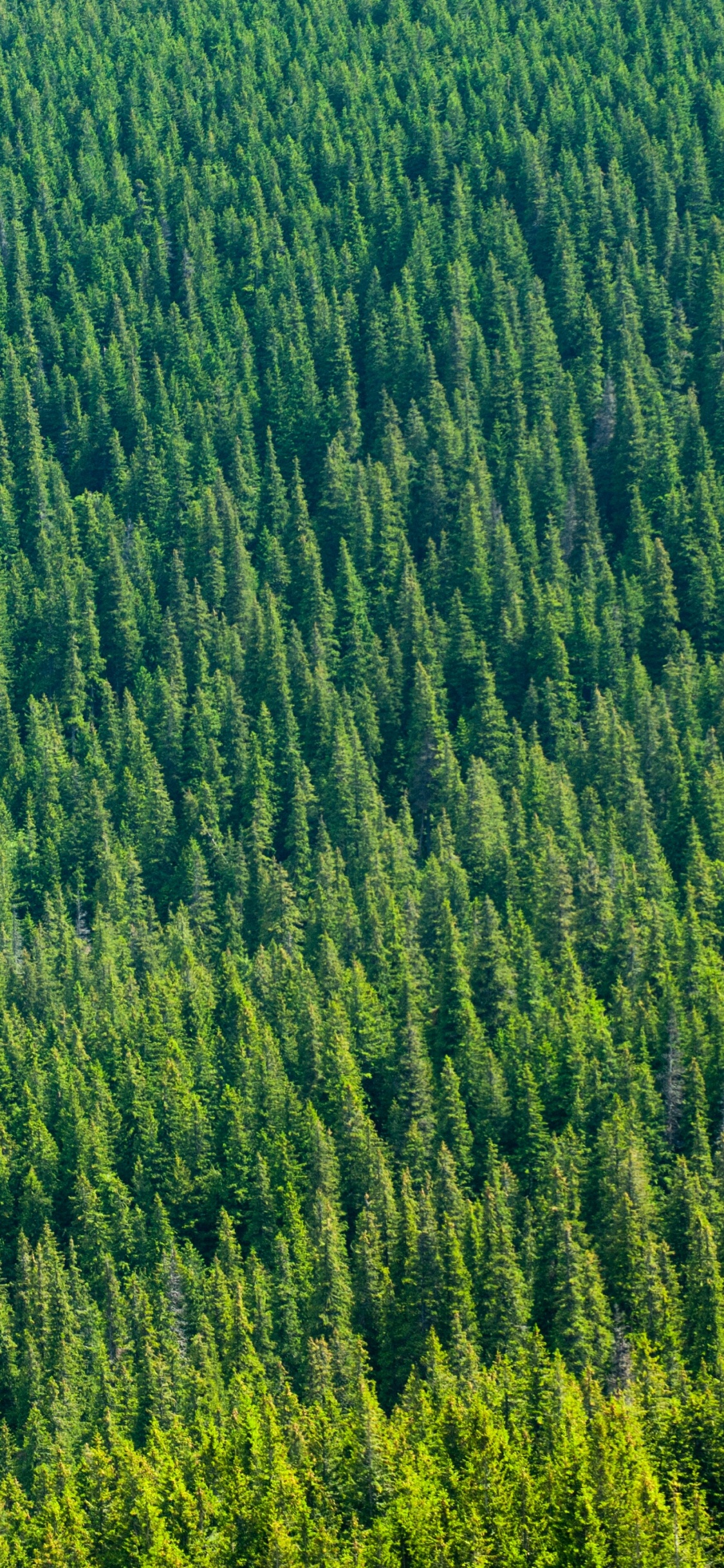 Gr, Vegetation, Gras, Feld, Grünland. Wallpaper in 1125x2436 Resolution