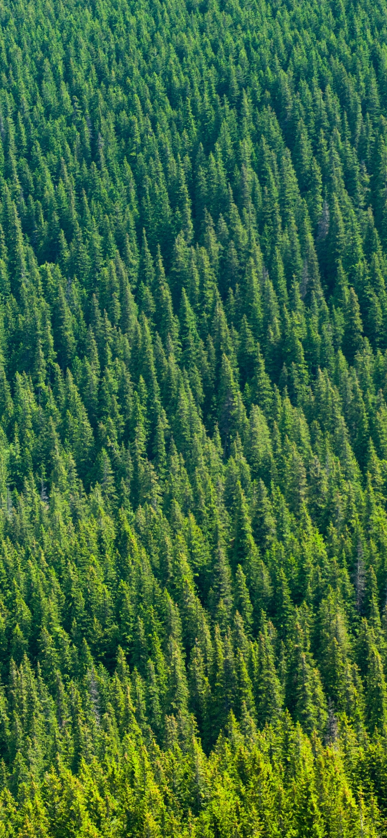 Gr, Vegetation, Gras, Feld, Grünland. Wallpaper in 1242x2688 Resolution