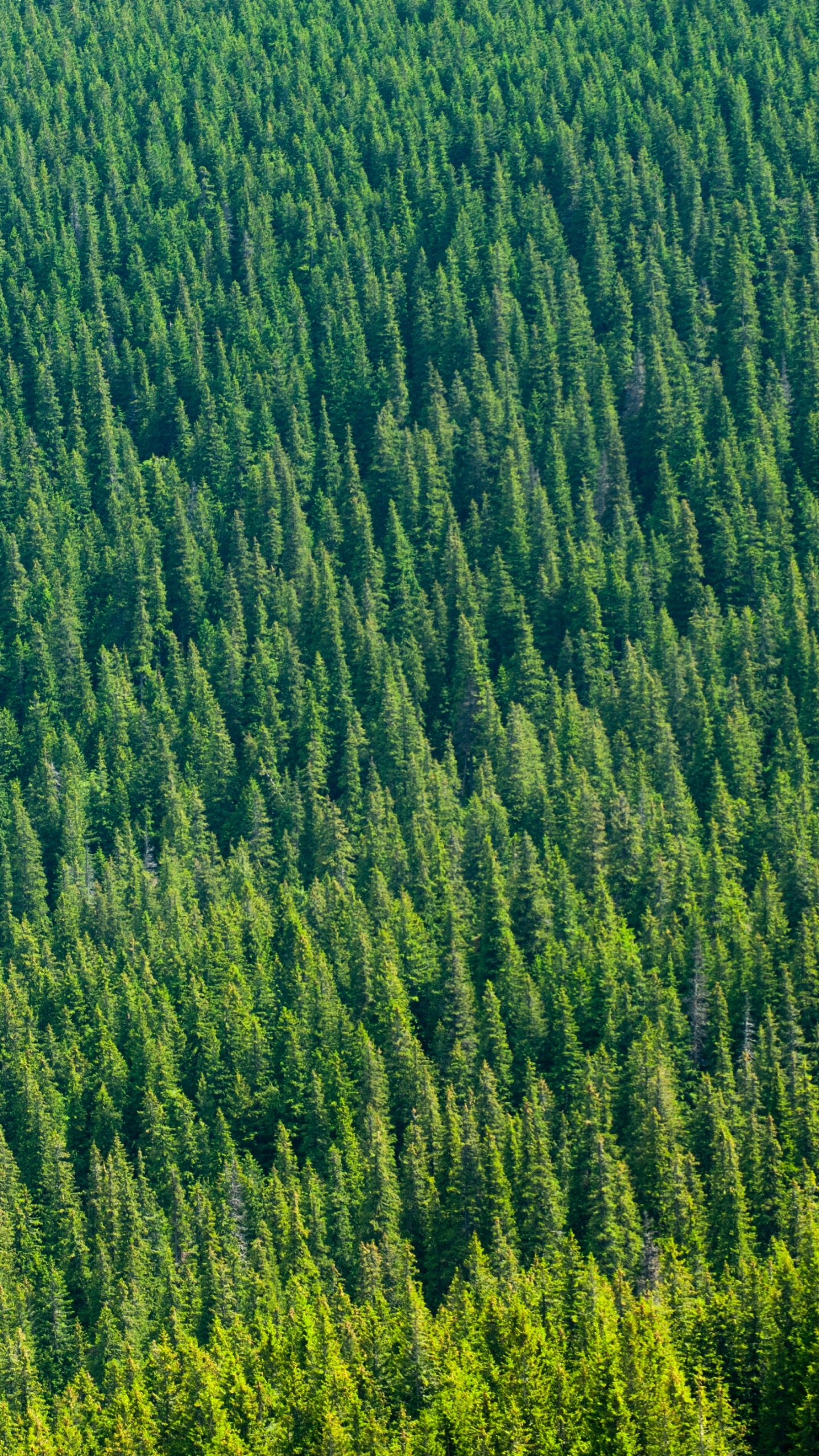 Gr, Vegetation, Gras, Feld, Grünland. Wallpaper in 1440x2560 Resolution