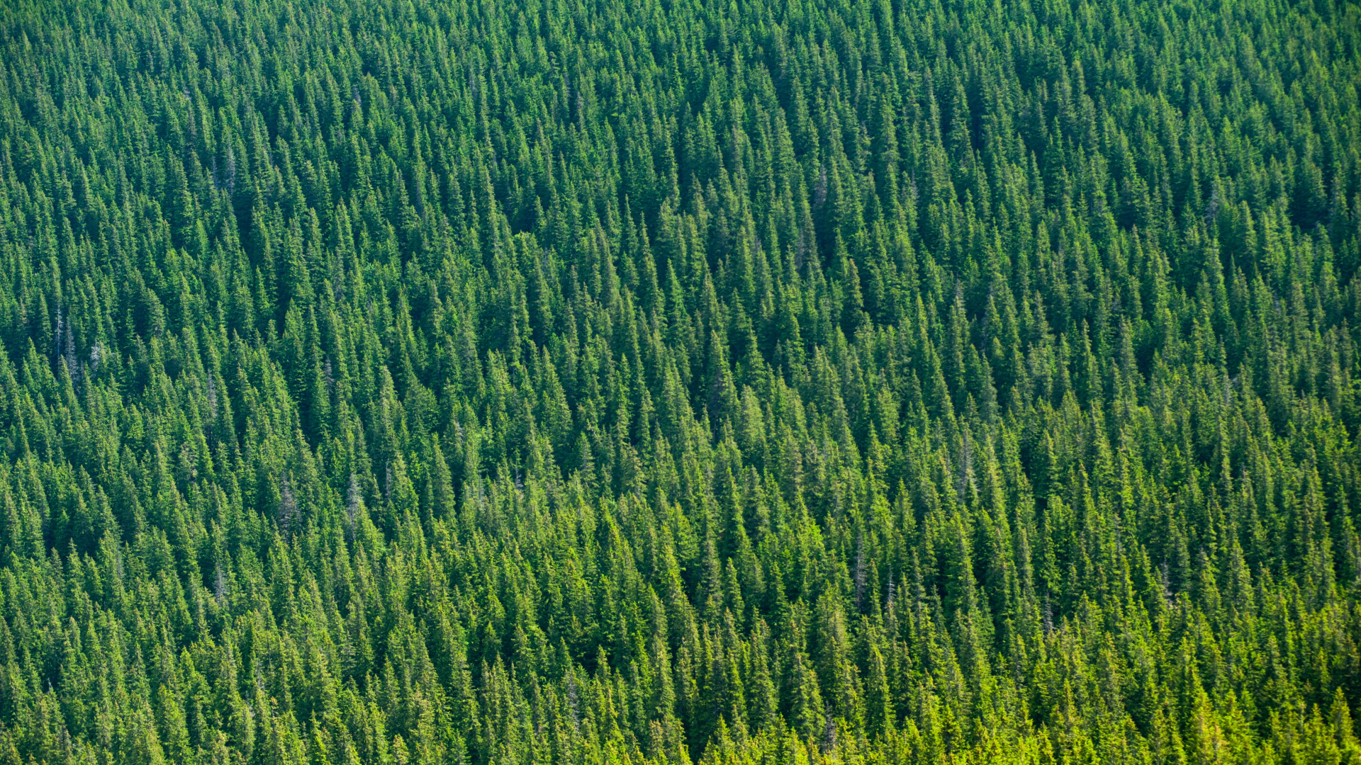 Green, Vegetation, Grass, Field, Plant. Wallpaper in 1920x1080 Resolution