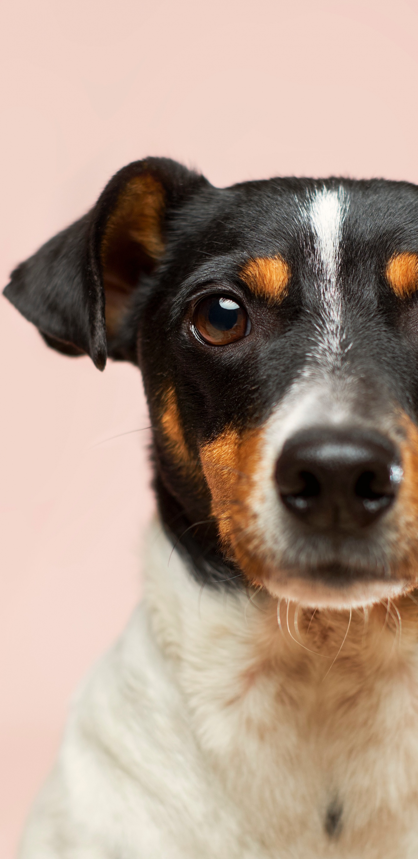 Hund, Dogge, Kleine Hunde Adoptieren Kostenlos Einen Welpen, Katze, Haustieradoption. Wallpaper in 1440x2960 Resolution